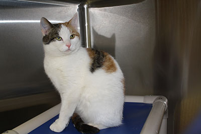 Calico